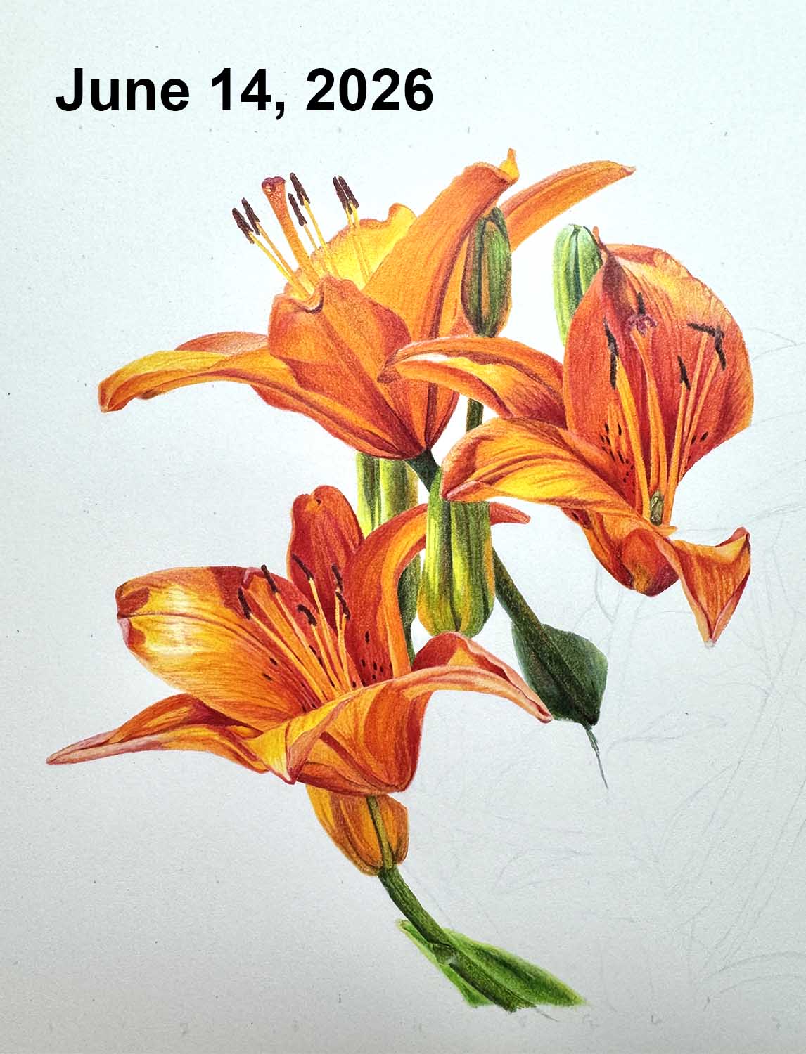 An in-progress photo of orange lilies