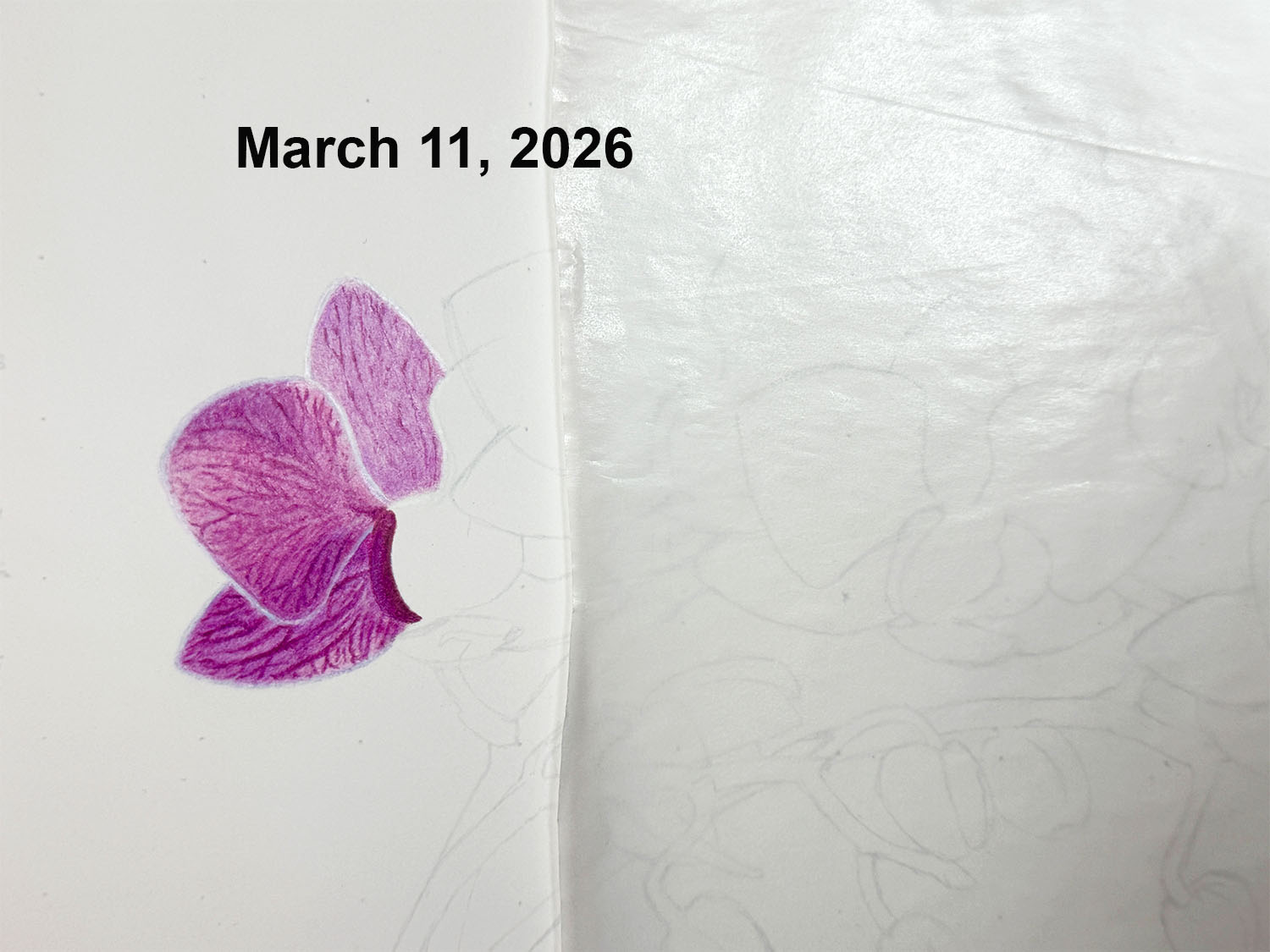 An in-progress photo of seven orchids