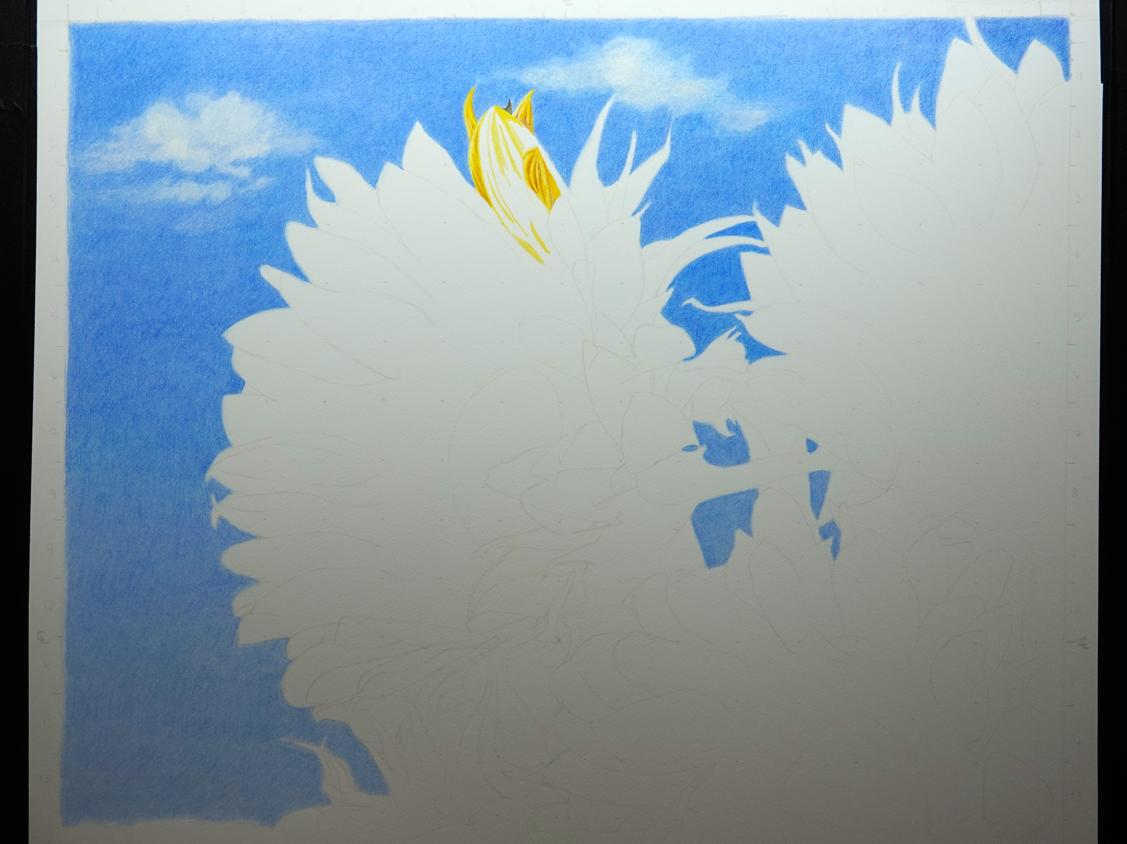 A progress picture of sunflowers