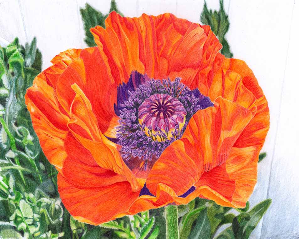 A single red poppy with a purple center