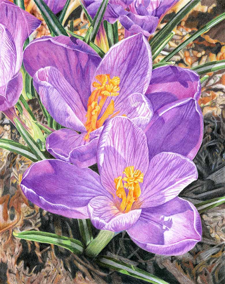 Two purple crocuses in bloom in a flowerbed