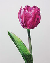 Purple Tulip