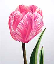 Variegated Pink Tulip